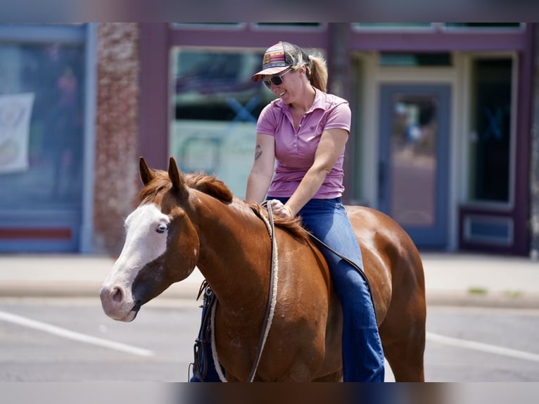 American Quarter Horse Mix Castrone 5 Anni 150 cm Sauro ciliegia in Kaufman