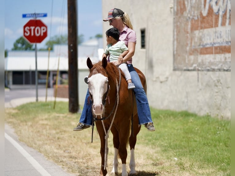 American Quarter Horse Mix Castrone 5 Anni 150 cm Sauro ciliegia in Kaufman