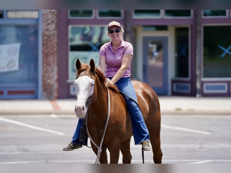 American Quarter Horse Mix Castrone 5 Anni 150 cm Sauro ciliegia in Kaufman