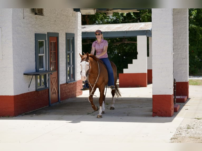 American Quarter Horse Mix Castrone 5 Anni 150 cm Sauro ciliegia in Kaufman