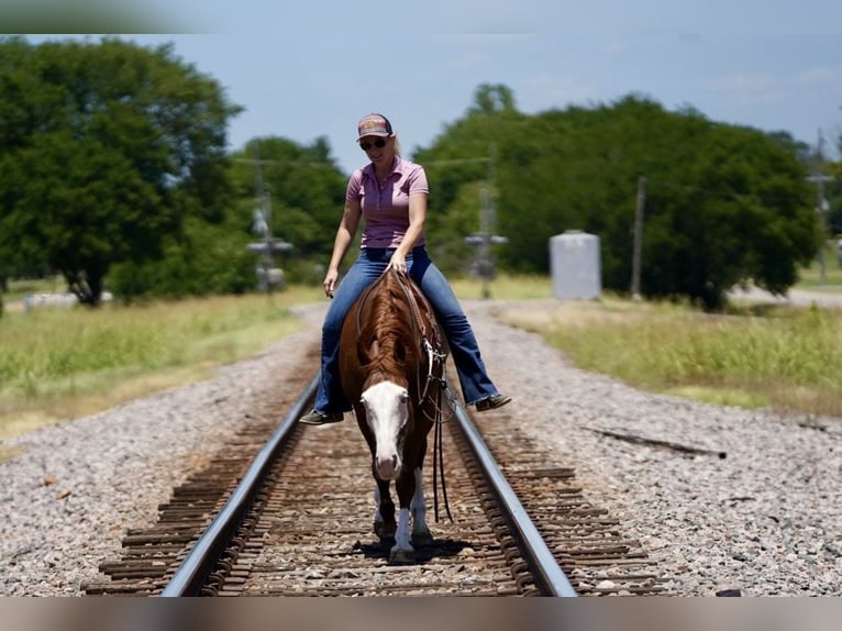 American Quarter Horse Mix Castrone 5 Anni 150 cm Sauro ciliegia in Kaufman