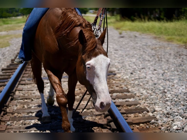 American Quarter Horse Mix Castrone 5 Anni 150 cm Sauro ciliegia in Kaufman