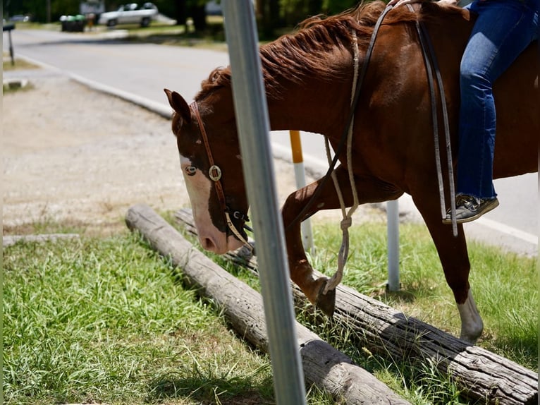 American Quarter Horse Mix Castrone 5 Anni 150 cm Sauro ciliegia in Kaufman