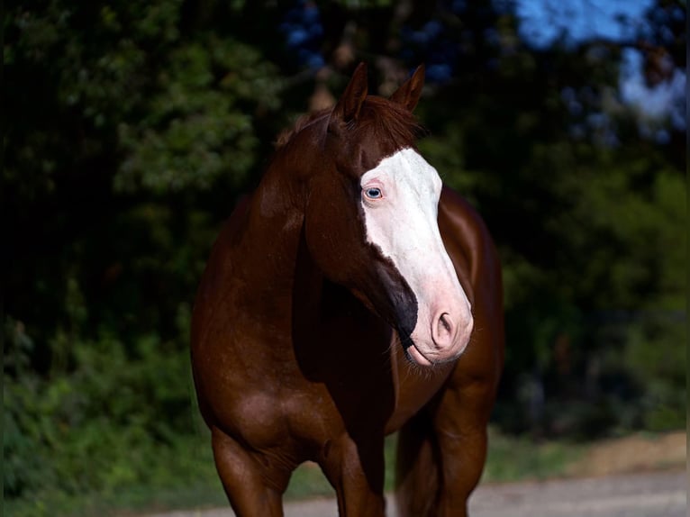 American Quarter Horse Mix Castrone 5 Anni 150 cm Sauro ciliegia in Kaufman