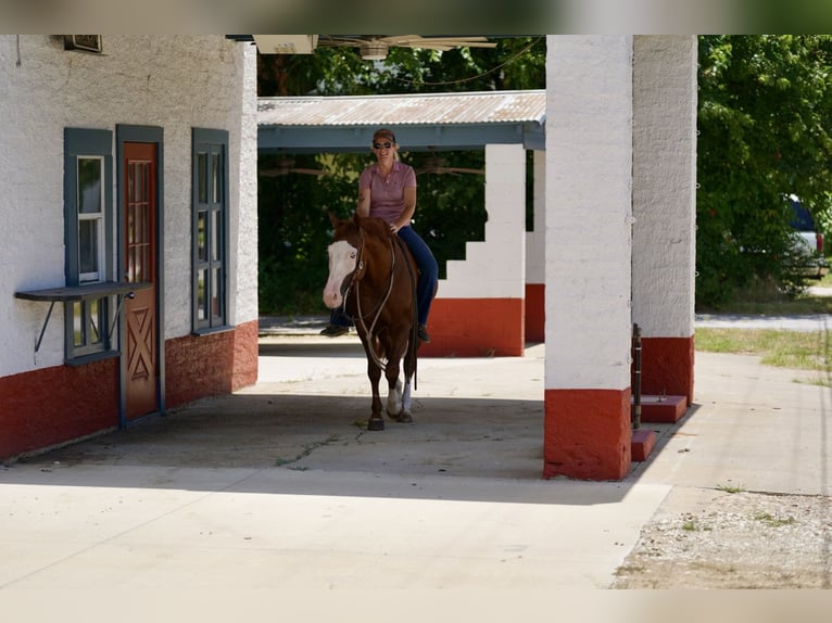 American Quarter Horse Mix Castrone 5 Anni 150 cm Sauro ciliegia in Kaufman