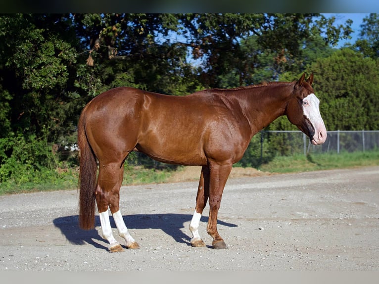 American Quarter Horse Mix Castrone 5 Anni 150 cm Sauro ciliegia in Kaufman