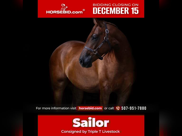 American Quarter Horse Castrone 5 Anni 150 cm Sauro ciliegia in Nevis