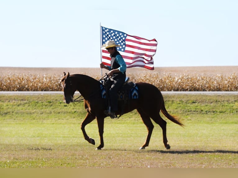 American Quarter Horse Castrone 5 Anni 150 cm Sauro ciliegia in Oelwein American Quarter Horse Castrone 5 Anni 150 cm Sauro ciliegia in Oelwein