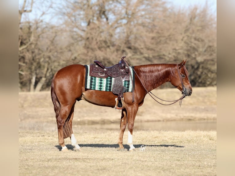 American Quarter Horse Castrone 5 Anni 150 cm Sauro ciliegia in Buffalo