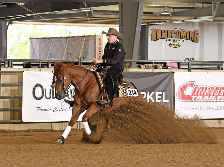 American Quarter Horse Castrone 5 Anni 150 cm Sauro ciliegia in Buffalo