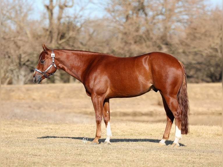 American Quarter Horse Castrone 5 Anni 150 cm Sauro ciliegia in Buffalo