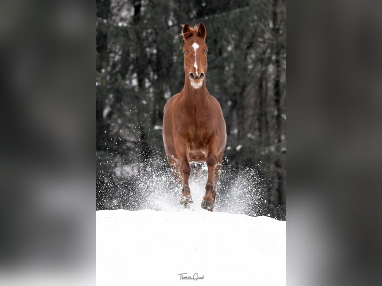 American Quarter Horse Castrone 5 Anni 150 cm Sauro in Kürten