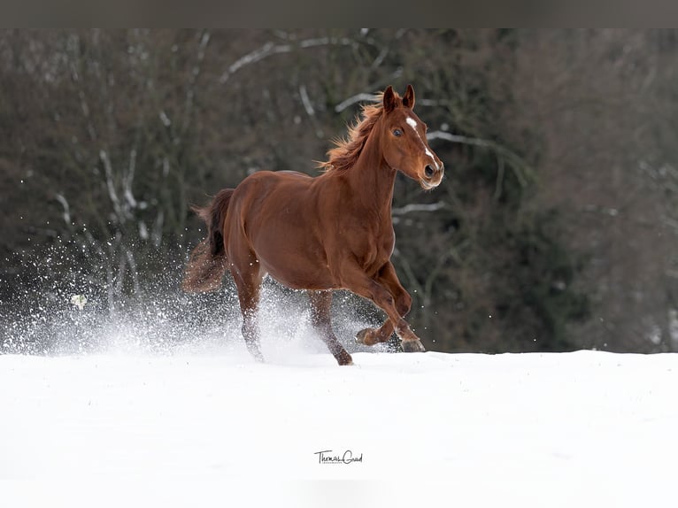 American Quarter Horse Castrone 5 Anni 150 cm Sauro in Kürten