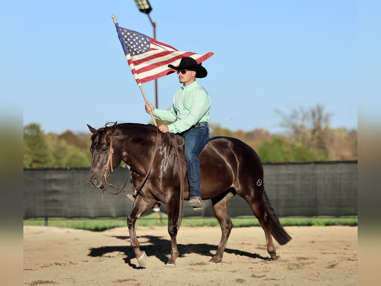American Quarter Horse Castrone 5 Anni 150 cm Sauro scuro in Buffalo