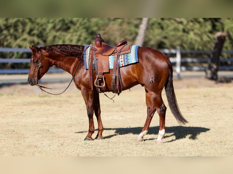 American Quarter Horse Castrone 5 Anni 150 cm Sauro scuro in Waterford, CA