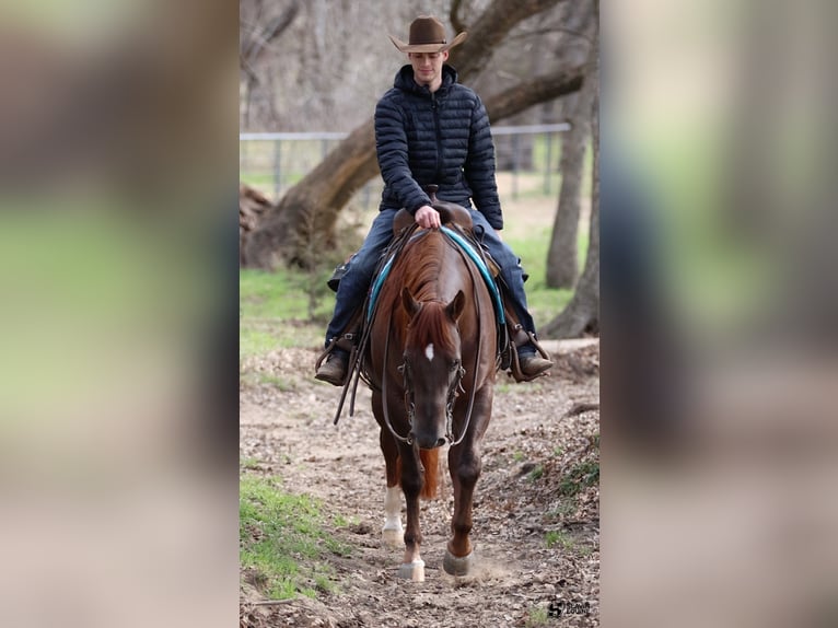 American Quarter Horse Castrone 5 Anni 150 cm Sauro scuro in Whitesboro