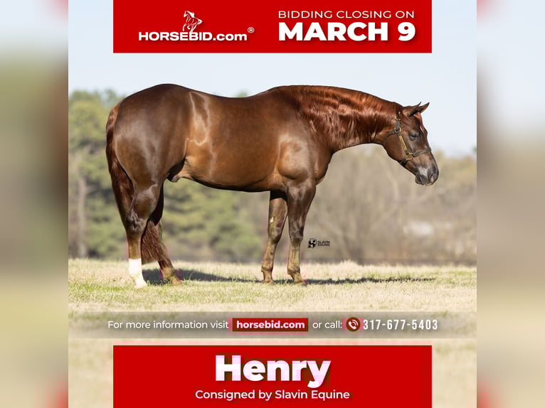 American Quarter Horse Castrone 5 Anni 150 cm Sauro scuro in Whitesboro