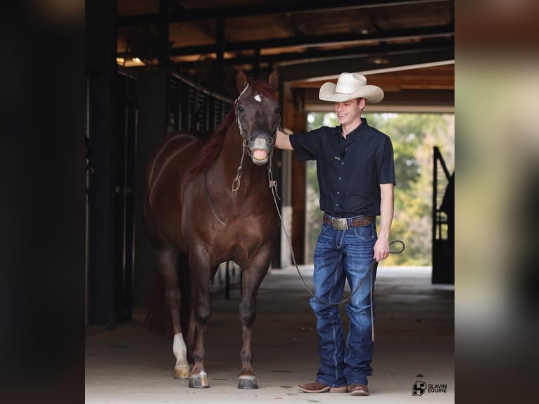 American Quarter Horse Castrone 5 Anni 150 cm Sauro scuro in Whitesboro