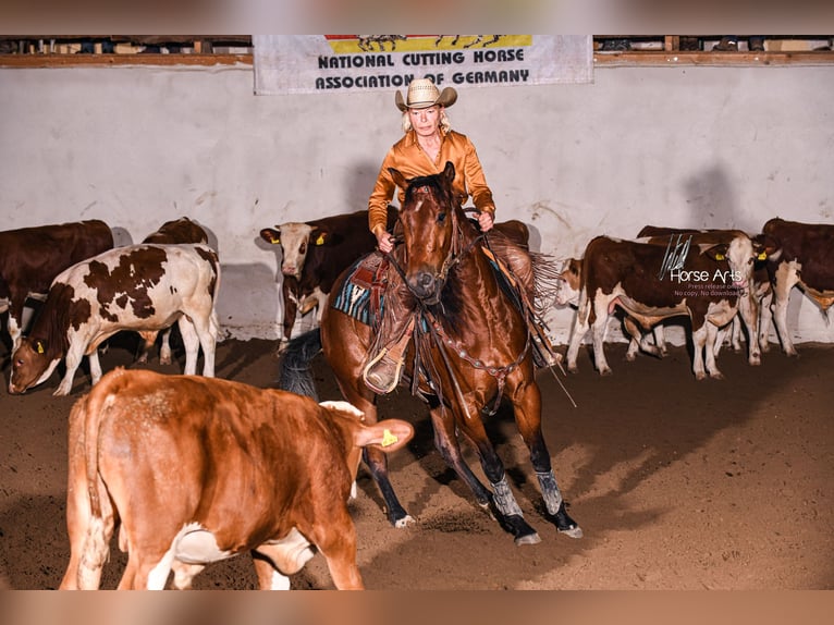 American Quarter Horse Castrone 5 Anni 151 cm Baio in Sinsheim