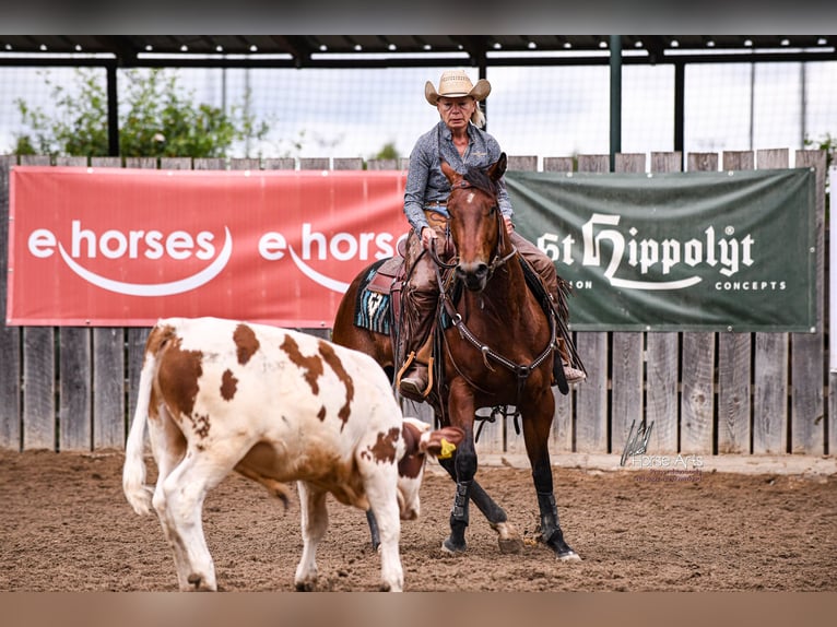 American Quarter Horse Castrone 5 Anni 151 cm Baio in Sinsheim
