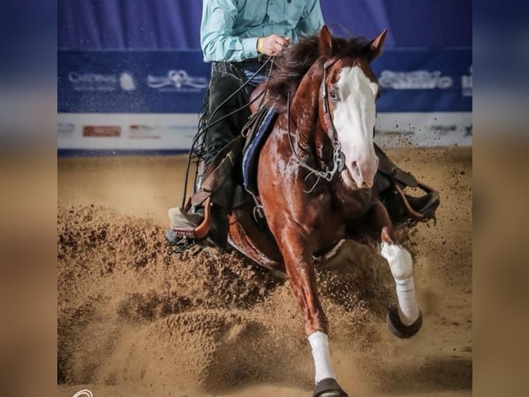 American Quarter Horse Castrone 5 Anni 151 cm Baio in Freystadt