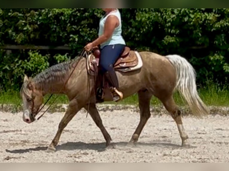 American Quarter Horse Castrone 5 Anni 151 cm Palomino in Bad Aibling