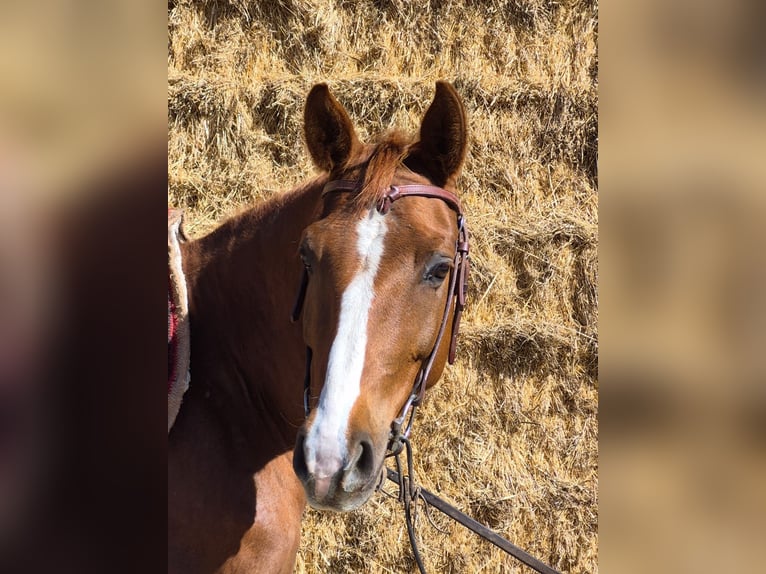 American Quarter Horse Castrone 5 Anni 151 cm Sauro in Pfaffenhofen an der Roth