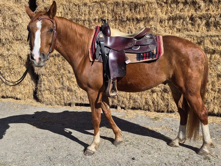 American Quarter Horse Castrone 5 Anni 151 cm Sauro in Pfaffenhofen an der Roth