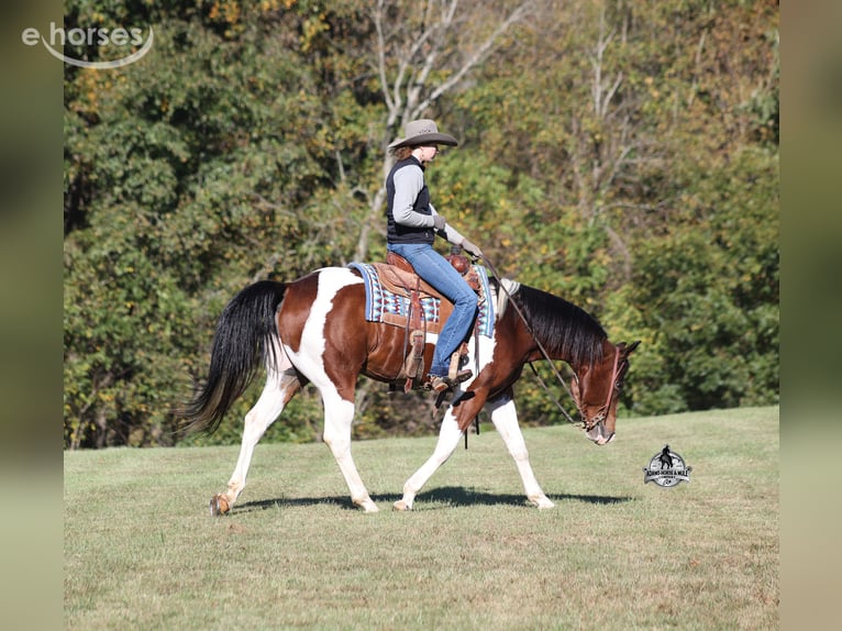 American Quarter Horse Castrone 5 Anni 151 cm Tobiano-tutti i colori in Mount Vernon