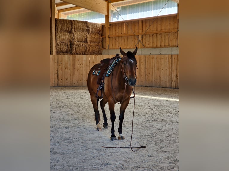 American Quarter Horse Castrone 5 Anni 152 cm Baio in Geislingen an der Steige