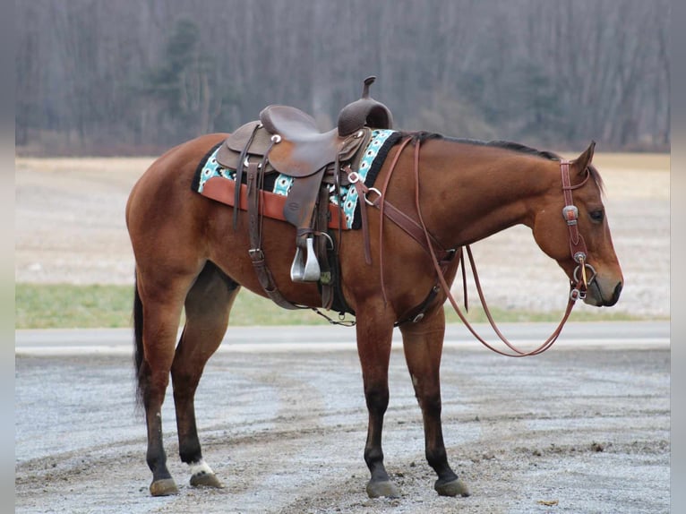American Quarter Horse Castrone 5 Anni 152 cm Baio ciliegia in Rebersburg, PA