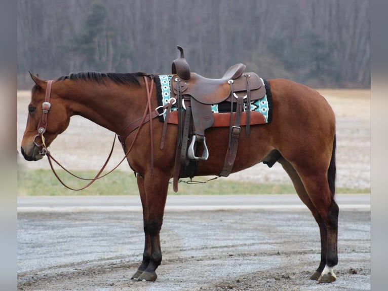 American Quarter Horse Castrone 5 Anni 152 cm Baio ciliegia in Rebersburg, PA
