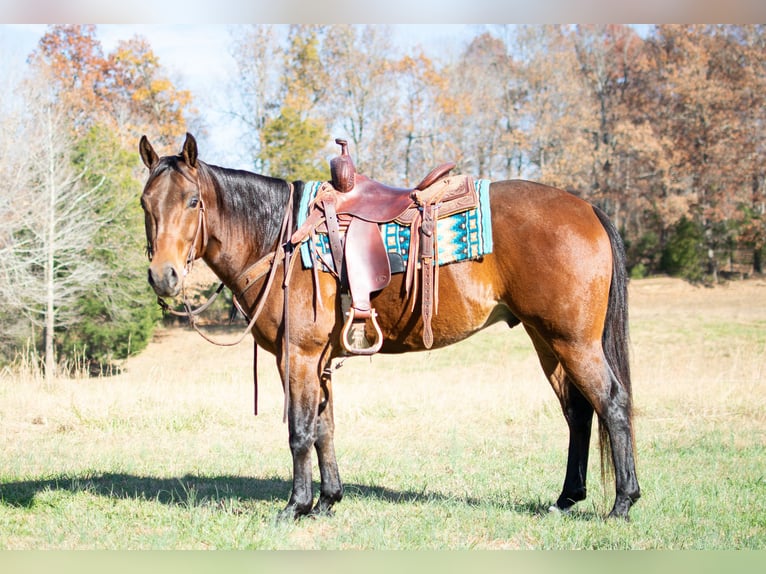American Quarter Horse Castrone 5 Anni 152 cm Baio ciliegia in Greenville, KY