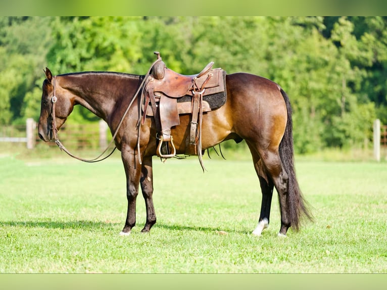 American Quarter Horse Castrone 5 Anni 152 cm Baio ciliegia in Sweet Springs MO