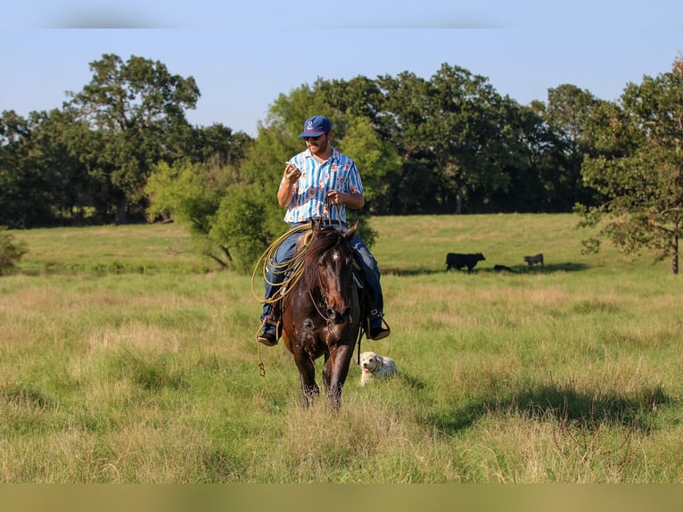 American Quarter Horse Castrone 5 Anni 152 cm Baio ciliegia in Canton