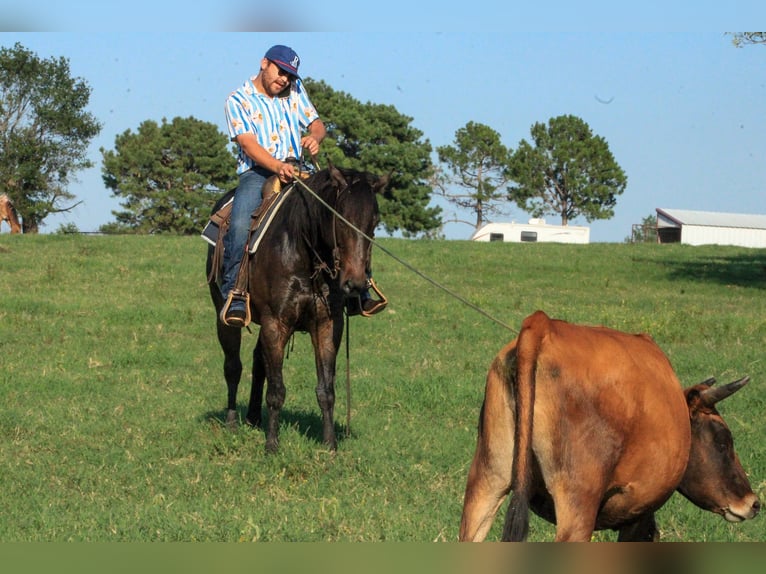 American Quarter Horse Castrone 5 Anni 152 cm Baio ciliegia in Canton