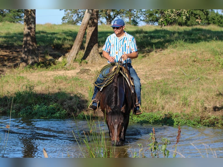 American Quarter Horse Castrone 5 Anni 152 cm Baio ciliegia in Canton