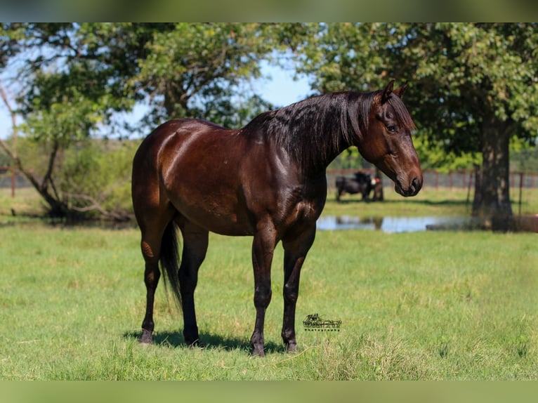 American Quarter Horse Castrone 5 Anni 152 cm Baio ciliegia in Canton