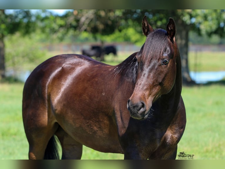 American Quarter Horse Castrone 5 Anni 152 cm Baio ciliegia in Canton