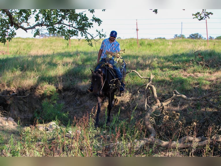 American Quarter Horse Castrone 5 Anni 152 cm Baio ciliegia in Canton