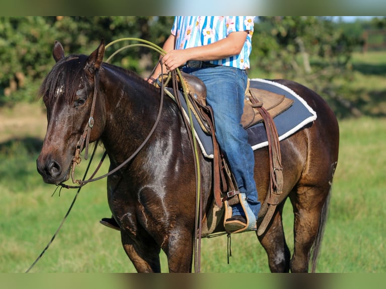 American Quarter Horse Castrone 5 Anni 152 cm Baio ciliegia in Canton