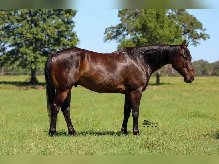 American Quarter Horse Castrone 5 Anni 152 cm Baio ciliegia in Canton