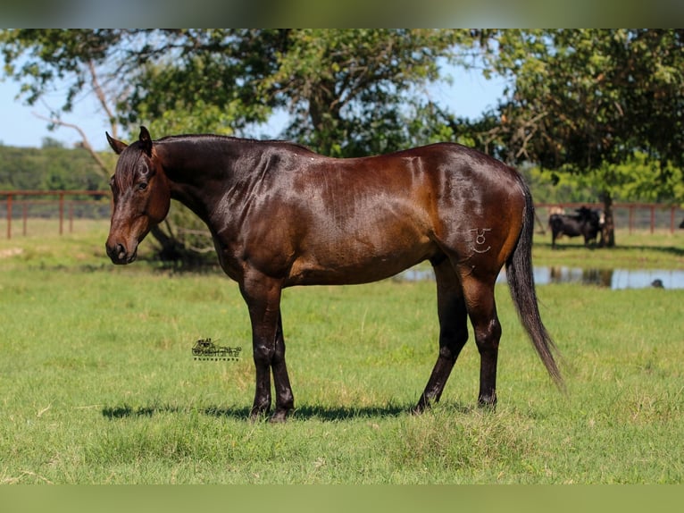 American Quarter Horse Castrone 5 Anni 152 cm Baio ciliegia in Canton