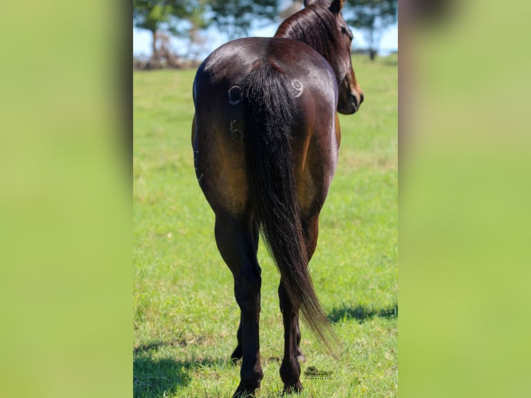 American Quarter Horse Castrone 5 Anni 152 cm Baio ciliegia in Canton