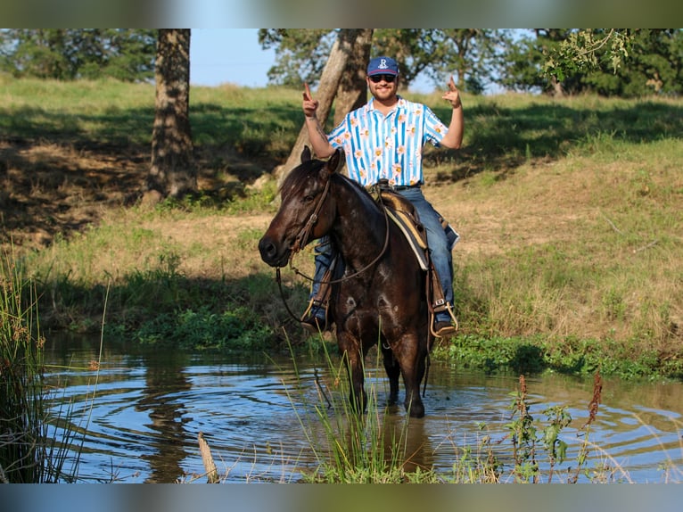 American Quarter Horse Castrone 5 Anni 152 cm Baio ciliegia in Canton