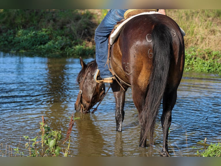 American Quarter Horse Castrone 5 Anni 152 cm Baio ciliegia in Canton