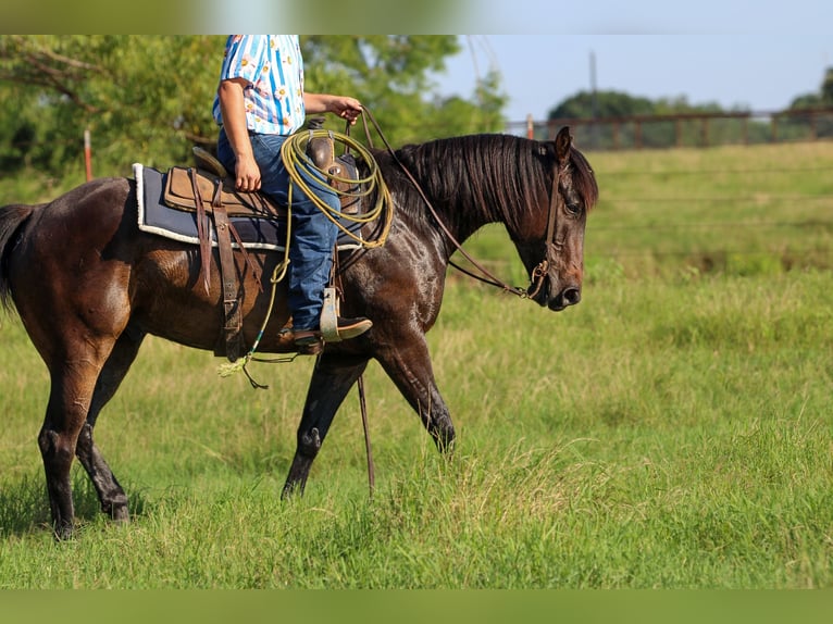 American Quarter Horse Castrone 5 Anni 152 cm Baio ciliegia in Canton