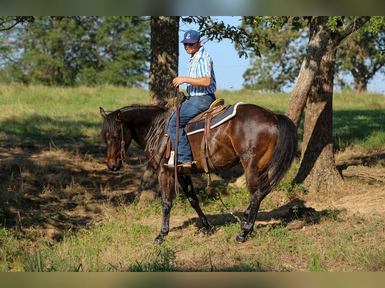 American Quarter Horse Castrone 5 Anni 152 cm Baio ciliegia in Canton