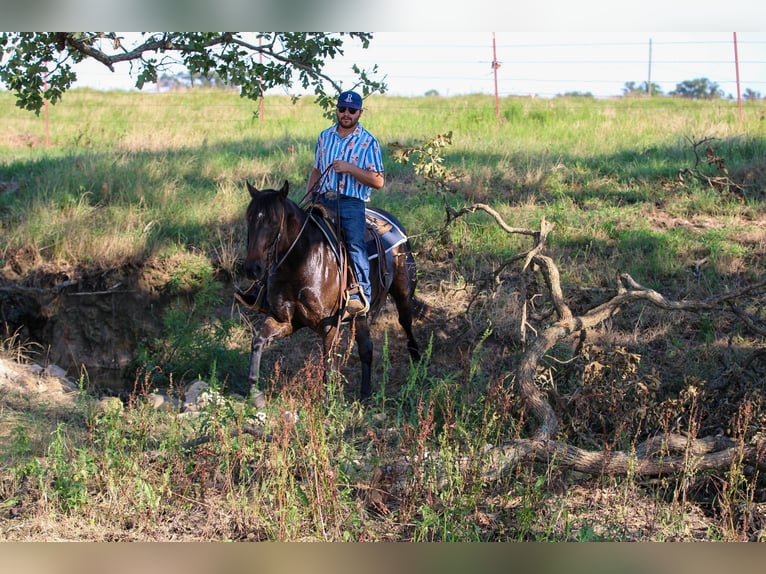 American Quarter Horse Castrone 5 Anni 152 cm Baio ciliegia in Canton