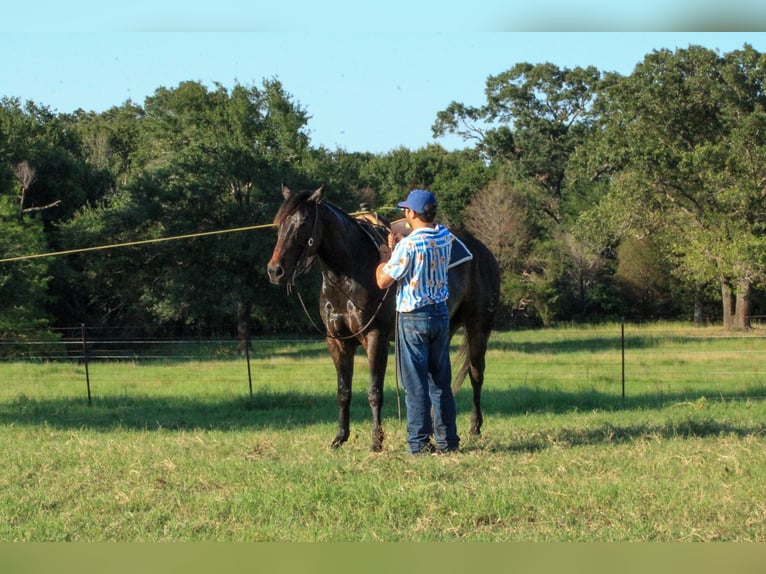 American Quarter Horse Castrone 5 Anni 152 cm Baio ciliegia in Canton